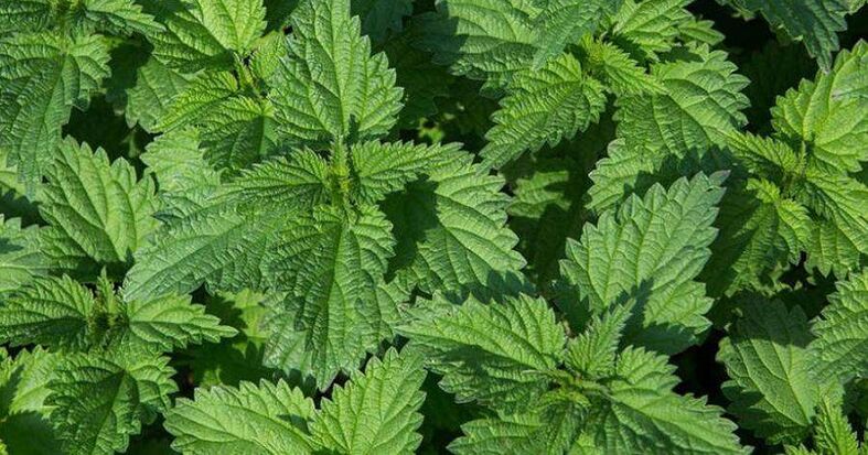 nettle for the treatment of prostatitis